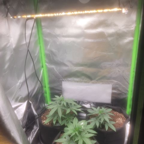 Bruce Banner Auto growlog timeline photo