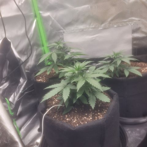 Bruce Banner Auto growlog timeline photo