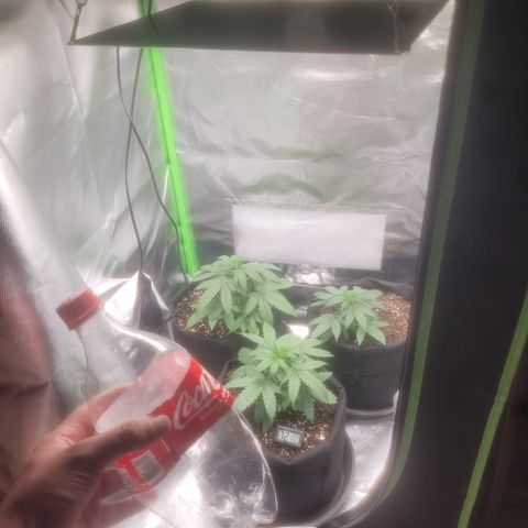 Bruce Banner Auto growlog timeline photo