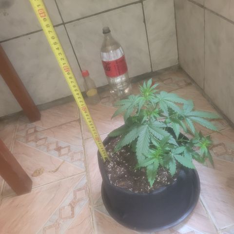 Bruce Banner Auto growlog photo: Hermou a maior