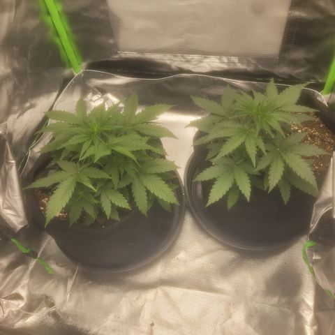 Bruce Banner Auto growlog timeline photo