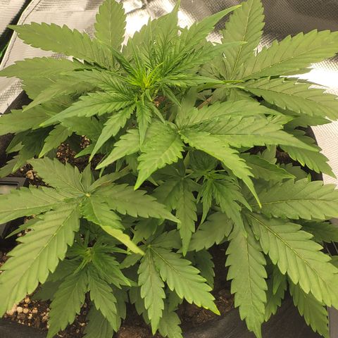 Bruce Banner Auto growlog timeline photo