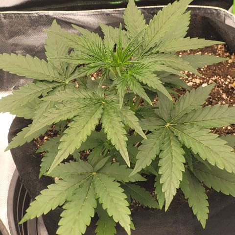 Bruce Banner Auto growlog timeline photo