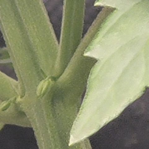 Bruce Banner Auto growlog photo: Hermou a maior