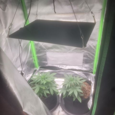 Bruce Banner Auto growlog timeline photo