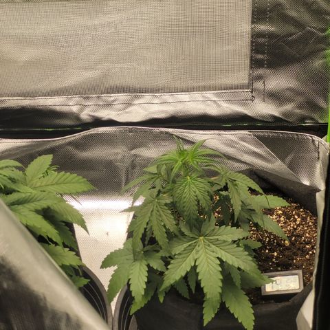 Bruce Banner Auto growlog timeline photo