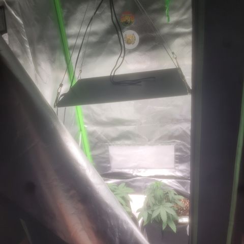 Bruce Banner Auto growlog timeline photo