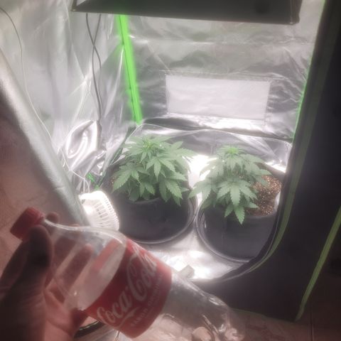 Bruce Banner Auto growlog timeline photo