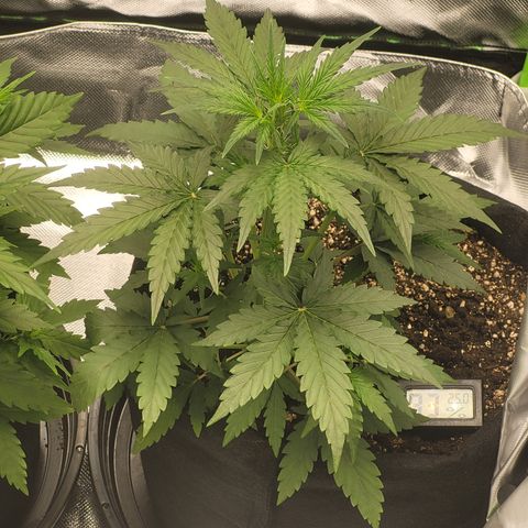Bruce Banner Auto growlog timeline photo