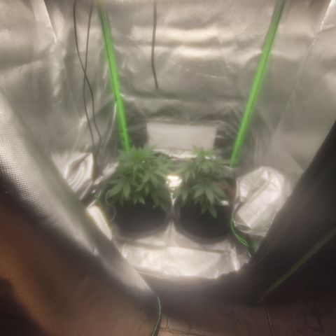 Bruce Banner Auto growlog timeline photo