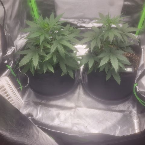 Bruce Banner Auto growlog timeline photo
