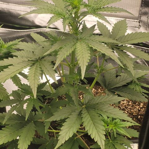 Bruce Banner Auto growlog timeline photo