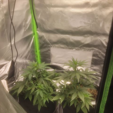Bruce Banner Auto growlog timeline photo