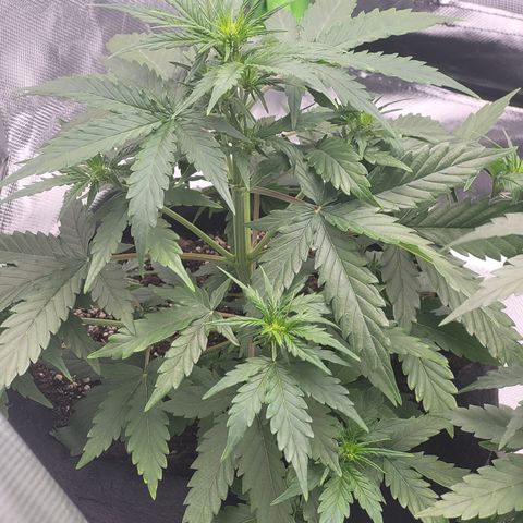 Bruce Banner Auto growlog timeline photo