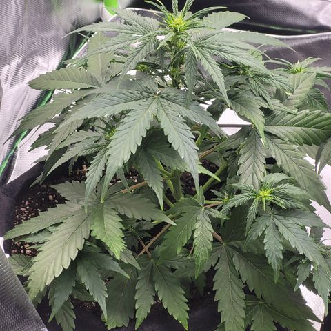 Bruce Banner Auto growlog timeline photo