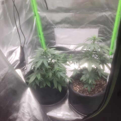 Bruce Banner Auto growlog timeline photo