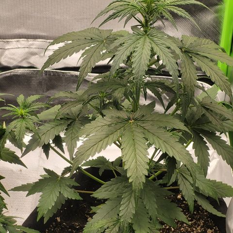Bruce Banner Auto growlog timeline photo