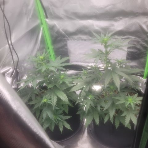 Bruce Banner Auto growlog timeline photo