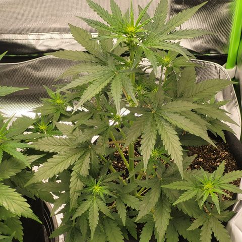Bruce Banner Auto growlog timeline photo