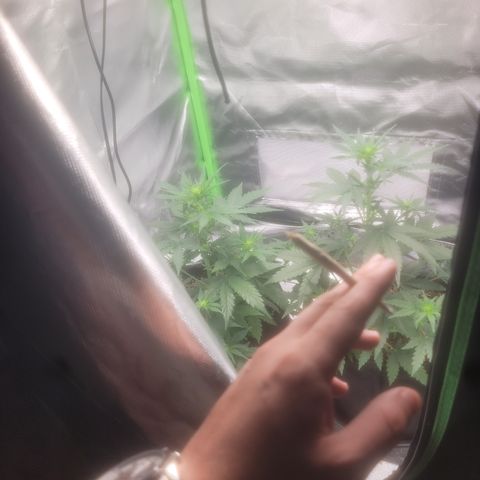 Bruce Banner Auto growlog timeline photo