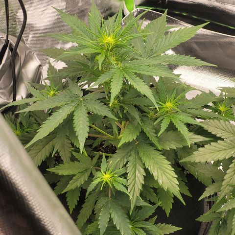 Bruce Banner Auto growlog timeline photo