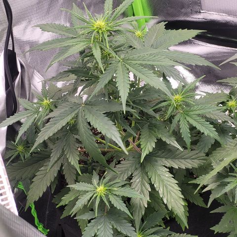Bruce Banner Auto growlog timeline photo