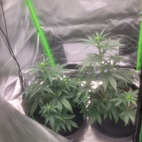 Bruce Banner Auto growlog timeline photo