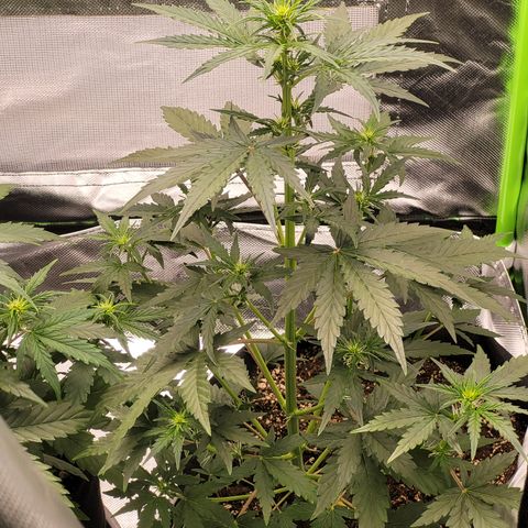 Bruce Banner Auto growlog timeline photo
