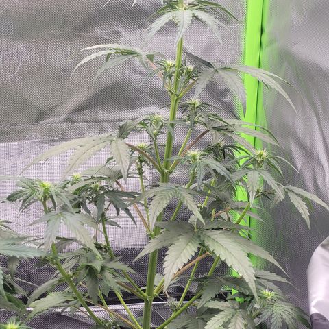 Bruce Banner Auto growlog timeline photo