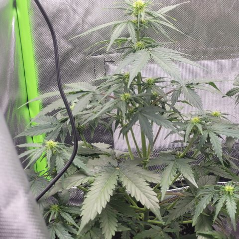 Bruce Banner Auto growlog timeline photo