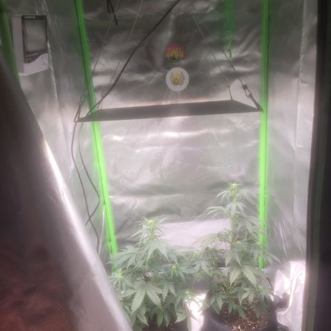 Bruce Banner Auto growlog timeline photo