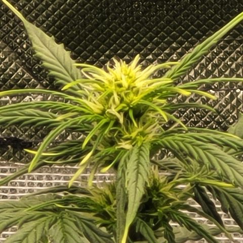 Bruce Banner Auto growlog timeline photo