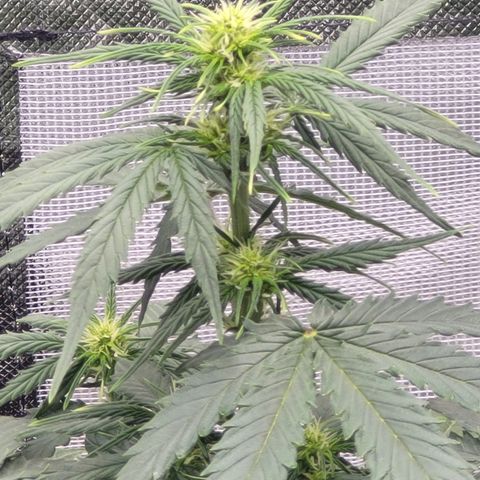Bruce Banner Auto growlog timeline photo