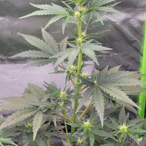 Bruce Banner Auto growlog timeline photo