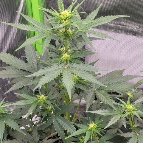Bruce Banner Auto growlog timeline photo