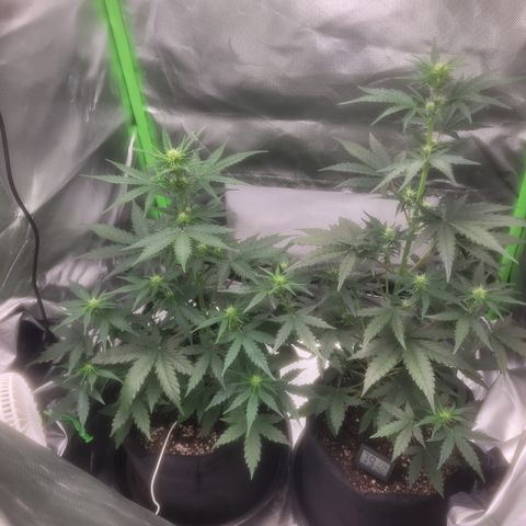 Bruce Banner Auto growlog timeline photo