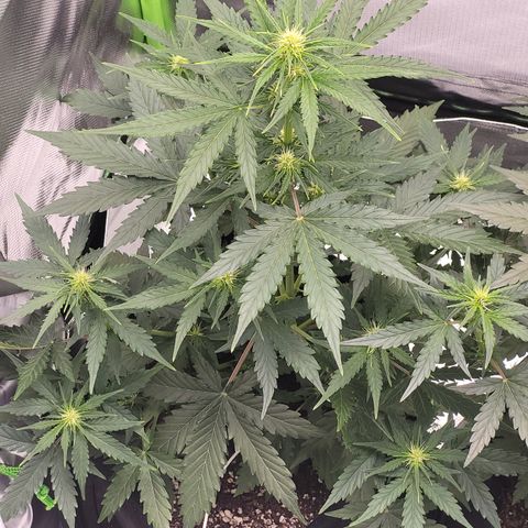 Bruce Banner Auto growlog timeline photo