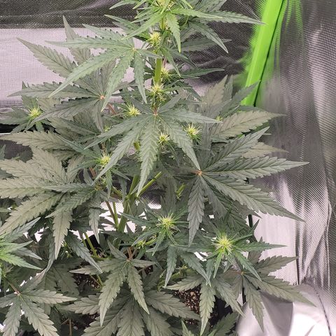 Bruce Banner Auto growlog timeline photo
