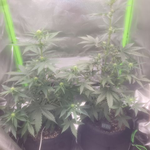 Bruce Banner Auto growlog timeline photo