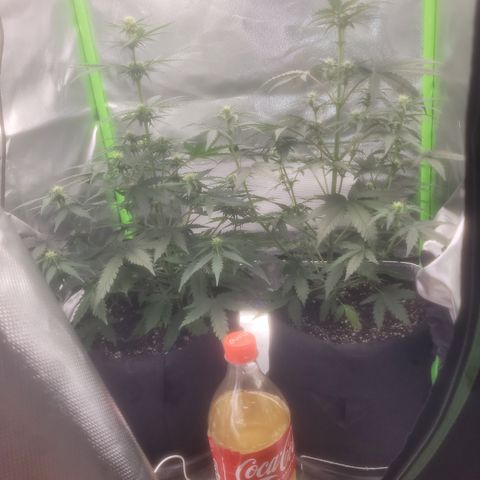 Bruce Banner Auto growlog timeline photo