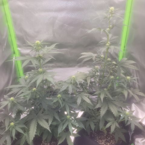 Bruce Banner Auto growlog timeline photo