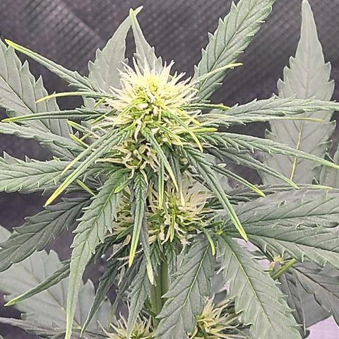 Bruce Banner Auto growlog timeline photo