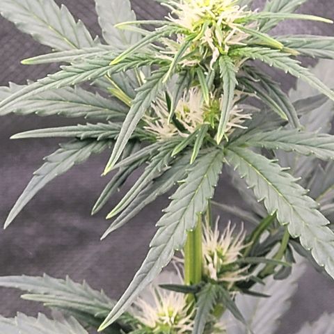 Bruce Banner Auto growlog timeline photo