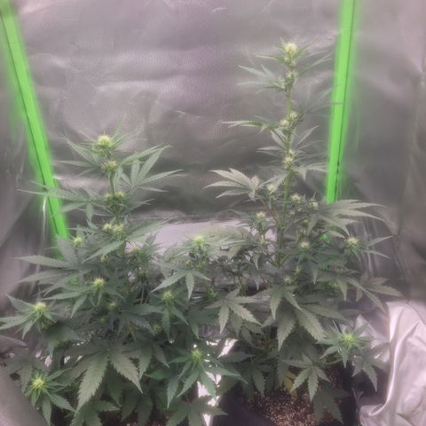 Bruce Banner Auto growlog timeline photo