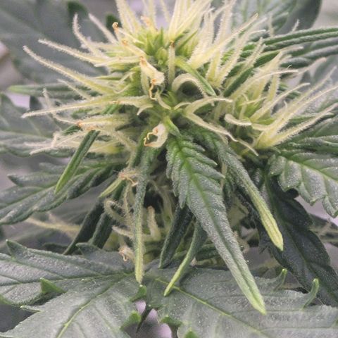 Bruce Banner Auto growlog timeline photo