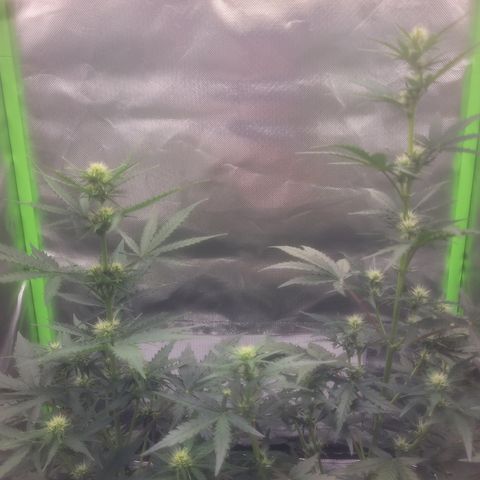 Bruce Banner Auto growlog timeline photo