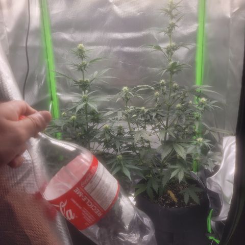 Bruce Banner Auto growlog timeline photo