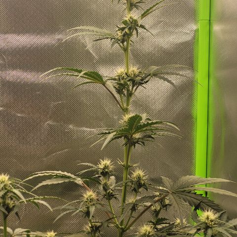 Bruce Banner Auto growlog timeline photo