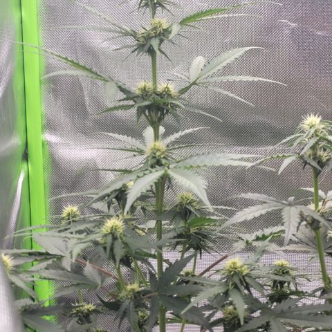 Bruce Banner Auto growlog timeline photo