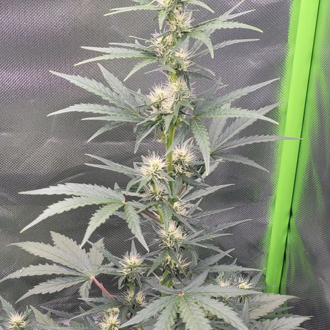 Bruce Banner Auto growlog timeline photo